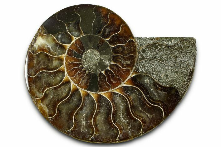 Cut & Polished Ammonite Fossil (Half) - Madagascar #377613